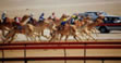 Экскурсия - Верблюжьи бега, ОАЭ