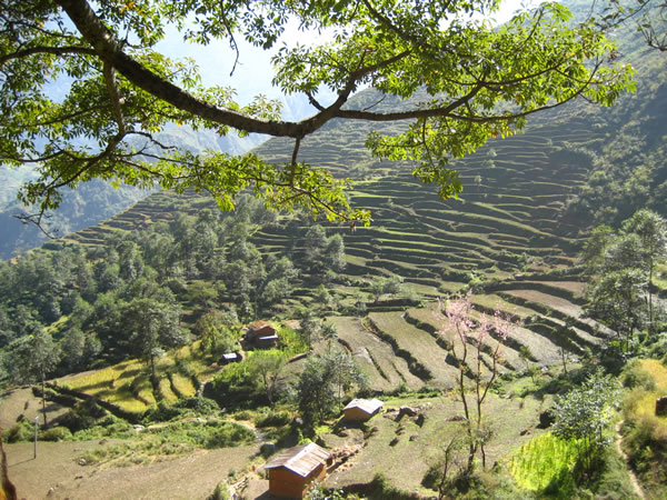 Непал. Рисовые поля-терасы на склонах гор. Илиан тур.